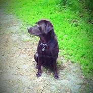 Labrador retriever Fümeé