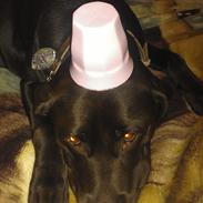 Labrador retriever Fümeé