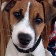 Jack russell terrier Albert