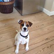 Jack russell terrier Albert