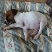 Jack russell terrier Albert