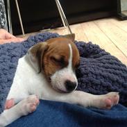 Jack russell terrier Albert