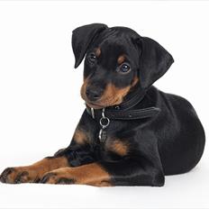 Tysk pinscher Jumping All Over Cheesecake / Frøken Krøyer