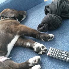 Grønlandshund - Bob