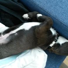 Grønlandshund - Bob