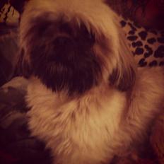 Shih tzu Chico