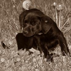 Labrador retriever Mickey