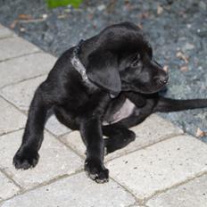 Labrador retriever Mickey