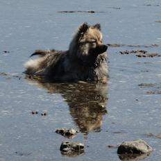 Mittelspitz Mira . DKCH