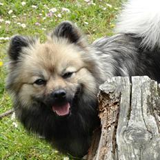 Mittelspitz Mira . DKCH