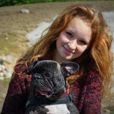 Fransk bulldog Wilma