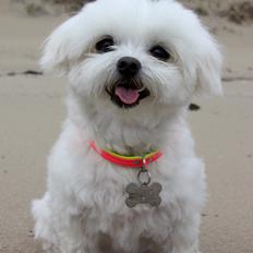 Malteser Cleo (15,5 år)