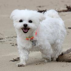 Malteser Cleo (15,5 år)