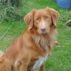 Nova scotia duck tolling retriever Bølle