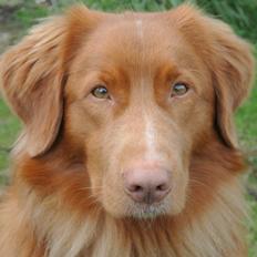 Nova scotia duck tolling retriever Bølle