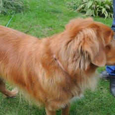 Nova scotia duck tolling retriever Bølle