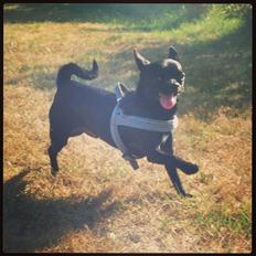 Chihuahua Gizmo