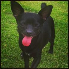 Chihuahua Gizmo