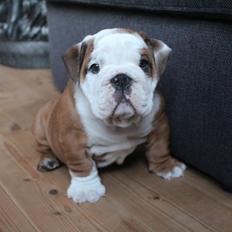 Engelsk bulldog Antonio