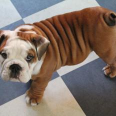 Engelsk bulldog Antonio