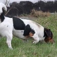 Jack russell terrier Paulo