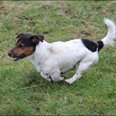 Jack russell terrier Paulo