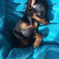 Prazsky krysarik Lille