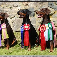 Dobermann LJCH From Island Korsika A Mill. $ Baby (Cocio)