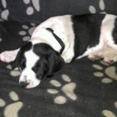 Blanding af racer Tika