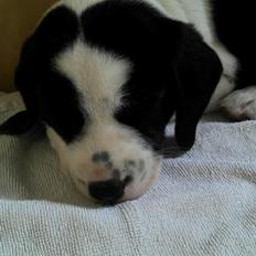 Blanding af racer Tika