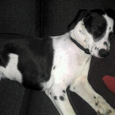 Blanding af racer Tika