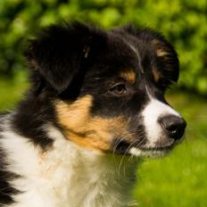 Border collie Sassy
