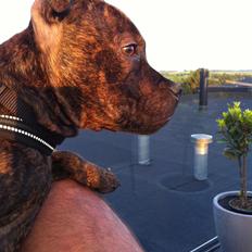 Staffordshire bull terrier Huxi