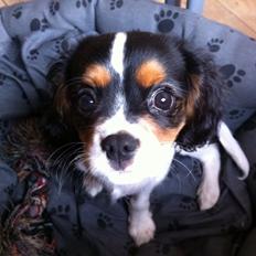 Cavalier king charles spaniel Luke