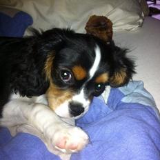 Cavalier king charles spaniel Luke