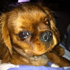 Cavalier king charles spaniel Bumle
