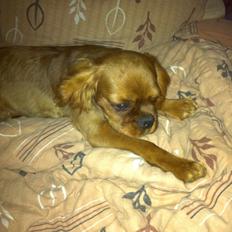 Cavalier king charles spaniel Bumle