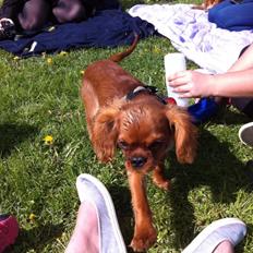 Cavalier king charles spaniel Bumle