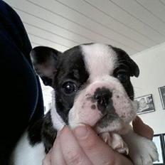 Fransk bulldog Elliot 