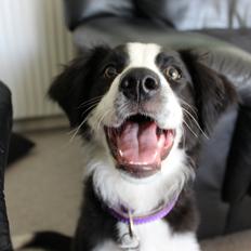 Border collie og labrador -Bailey