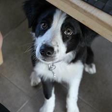 Border collie og labrador -Bailey