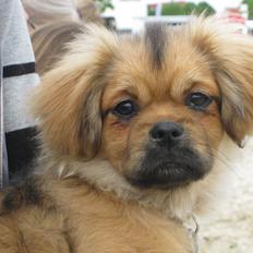 Tibetansk spaniel Lobsa