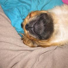 Tibetansk spaniel Lobsa