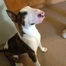 Bullterrier Hector ( steadfast Devilish fire ) 
