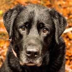 Labrador retriever Soya (Moselund's Sulbæk)