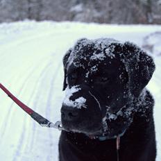 Labrador retriever Soya (Moselund's Sulbæk)