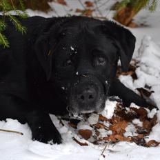 Labrador retriever Soya (Moselund's Sulbæk)