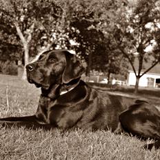 Labrador retriever Yellowstone Butler *DØD*