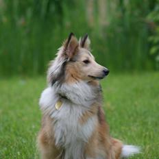 Shetland sheepdog Molly