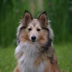 Shetland sheepdog Molly